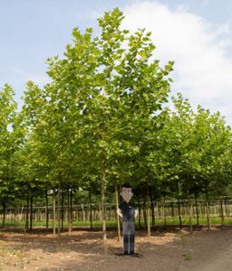 Platanenboom volgroeid Platanus hispanica h 625 cm st. omtrek 22,5 cm - Warentuin Natuurlijk