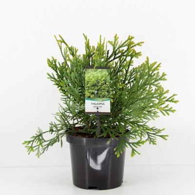 Thujopsis dolabrata 30-40 cm - Warentuin natuurlijk