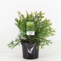 Thujopsis dolabrata 30-40 cm - Warentuin natuurlijk