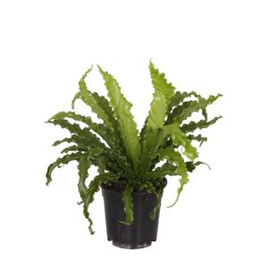 Asplenium Nidus &apos;Osaka&apos; P 17 cm