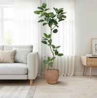 Ficus Audrey Kunstboom RT 240cm
