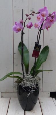Vlinderorchidee lichtroze in hoge zwarte/antraciete pot 60 cm Warentuin Natuurlijk - Warentuin natuurlijk