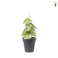 Plant mini - diverse varianten - ø9x26 cm - thumbnail