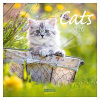 Katten Kalender 2026