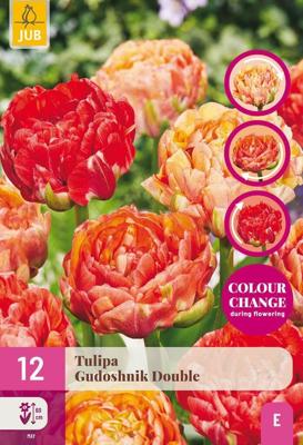 Tulp gudoshnik double 15 bollen