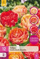 Tulp gudoshnik double 15 bollen