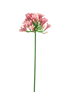Agapanthus lady pink 75cm