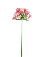 Agapanthus lady pink 75cm - thumbnail