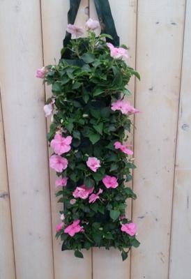 Hangzak Vlijtig Liesje Kleur Varieert Impatiens Walleriana Warentuin Natuurlijk - Warentuin natuurlijk