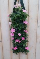 Hangzak Vlijtig Liesje Kleur Varieert Impatiens Walleriana Warentuin Natuurlijk - Warentuin natuurlijk