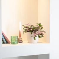 Tradescantia Quadricolor &apos;purple pink&apos; - Vaderplant - P12