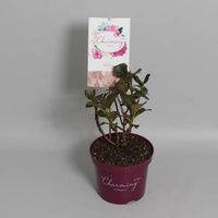 Hydrangea Macrophylla "Charming® Claire Pink"® boerenhortensia - 25-30 cm - 1 stuks