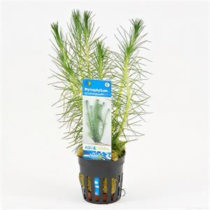 Myriophyllum propinquum
 - 6 stuks - aquarium plant