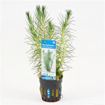 Myriophyllum propinquum
 - 6 stuks - aquarium plant