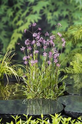 Echte koekoeksbloem / Lychnis flos-cuculi