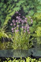 Echte koekoeksbloem / Lychnis flos-cuculi Echte koekoeksbloem / Lychnis flos-cuculi