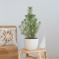 Pinus Pinea Silver Crest