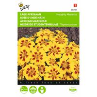 2 stuks Tagetes patula nana Naughty Marietta - thumbnail