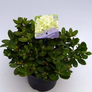 Dwerg rododendron (Rhododendron "Shamrock") heester - 20-25 cm - 1 stuks