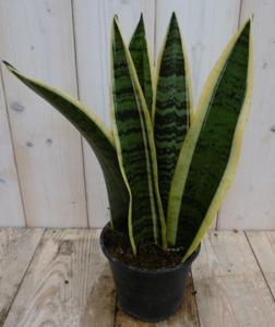Kamerplant Vrouwentong Sansevieria geelbont 30 cm - Warentuin natuurlijk