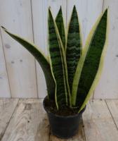Kamerplant Vrouwentong Sansevieria geelbont 30 cm - Warentuin natuurlijk Kamerplant Vrouwentong Sansevieria geelbont 30 cm - Warentuin natuurlijk