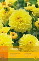 Dahlia Sisa 1 st Jub Dahlia JUB - Jub