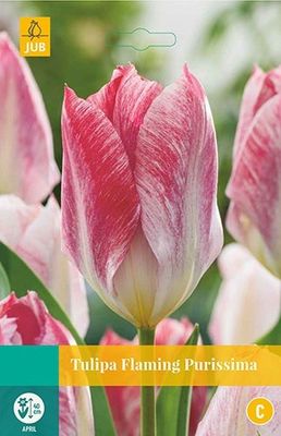 Tulipa Flaming Purissima 8 bollen - Jub