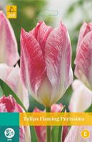 Tulipa Flaming Purissima 8 bollen - Jub