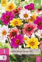 JUB x3 Dahlia Happy Single Mix