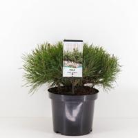 Pinus mugo mughus 25-30 cm - Warentuin natuurlijk
