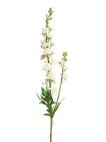 Delphinium Agathe crÃ¨me 85cm