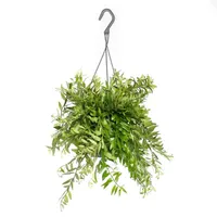 Kamerplant Aeschynanthus Japhrolepis ''Lipstickplant'' Kamerplant Aeschynanthus Japhrolepis ''Lipstickplant''