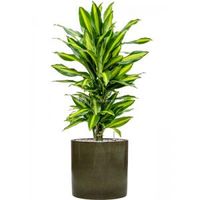 Plant in Pot Dracaena Fragrans Cintho 100 cm kamerplant in Cylinder Green 30 cm bloempot - thumbnail