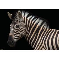 Fotobehang - Damara Zebra 400x280cm - Vliesbehang