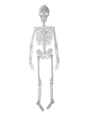 Skelet 150 cm