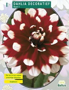 Zomer Bloembollen Dahlia Decoratief Duet per 1 - Baltus