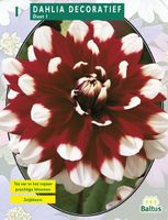 Zomer Bloembollen Dahlia Decoratief Duet per 1 - Baltus