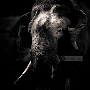 Karo-art Schilderij - Olifant , Zwart wit , 3 maten , Premium print