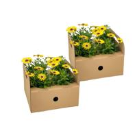 Osteospermum ecklonis Gelb Ø12 cm - ↕20 cm Osteospermum ecklonis Gelb Ø12 cm - ↕20 cm