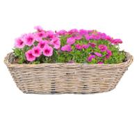 Balkonmand - ovaal - rotan gevlochten - 46 x 22 x 17 cm - bloemen/planten - schuttingmand