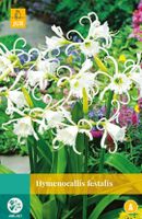Hymenocallis Festalis 1 bol - Jub