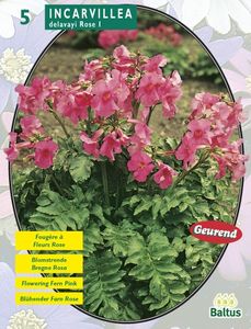 Zomer Bloembollen Incarvillea Delavayi, Roze per 5 - Baltus