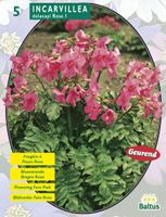 Zomer Bloembollen Incarvillea Delavayi, Roze per 5 - Baltus Zomer Bloembollen Incarvillea Delavayi, Roze per 5 - Baltus