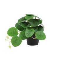 Kunstplant Peperomia groen
