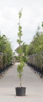 Zuil moeraseik Quercus palustris Green Pillar h 250 cm st. h 30 cm - Warentuin Natuurlijk