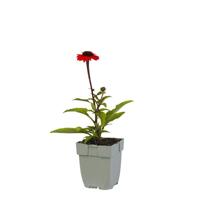 Echinacea SunSeekers Orange vaste plant Griffioen - Griffioen