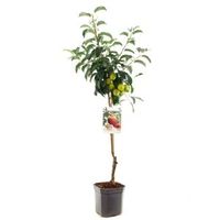 Appelboom Elstar (Malus Domestica "Elstar") fruitbomen - In 7 liter pot - 1 stuks