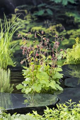 Knikkend nagelkruid / Geum rivale