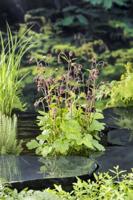 Knikkend nagelkruid / Geum rivale