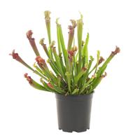 Trompetbekerplant XXL (Sarracenia) - P 24 cm
